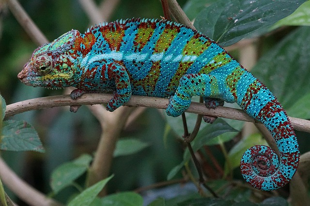 Highly Sensitive People, People-Pleasing, and Chameleon Syndrome